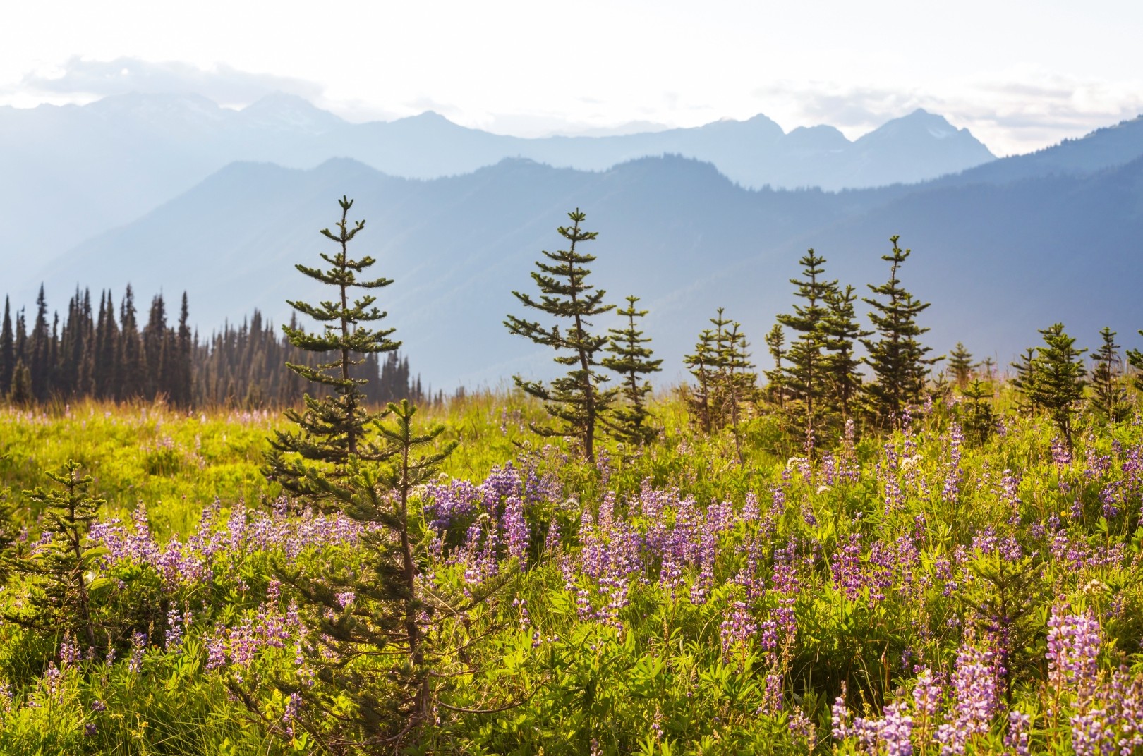 Panoramic photo of a mountain meadow. The foreground has purple wildflowers and short, scraggly fir trees. In the background the treeline is visible, with tall, towering trees of the same species.